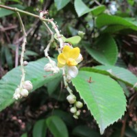 Schumacheria castaneifolia Vahl